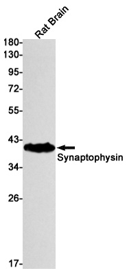 SYP Antibody