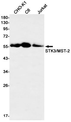 STK3 Antibody