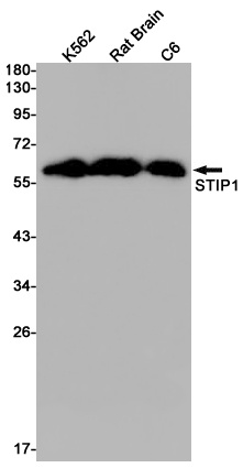 STIP1 Antibody