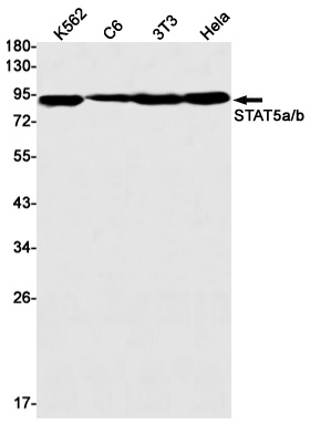 Stat5A Antibody