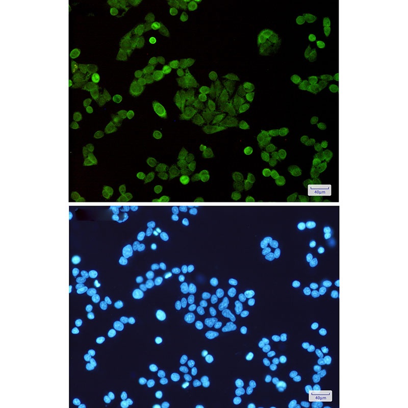 Stat5A Antibody