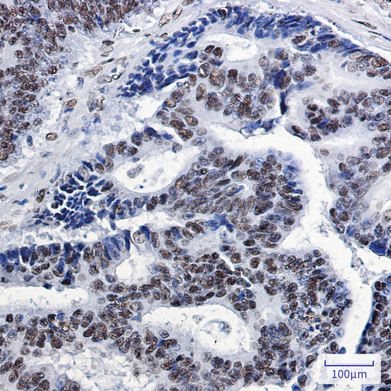 SP1 Antibody