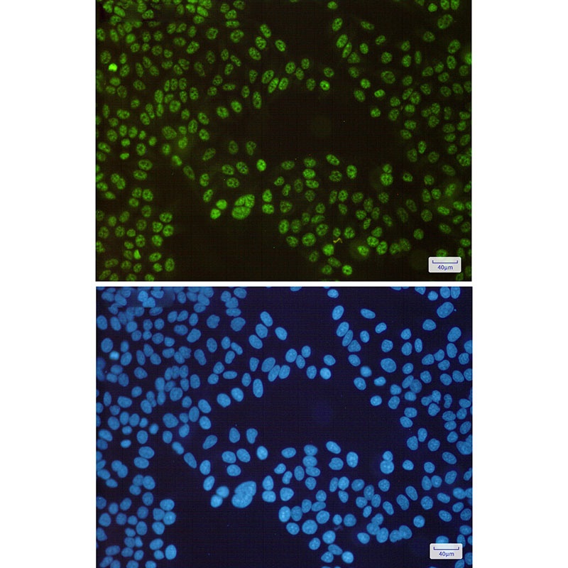 SP1 Antibody