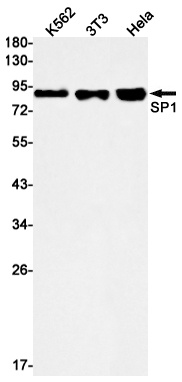 SP1 Antibody