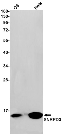SNRPD3 Antibody