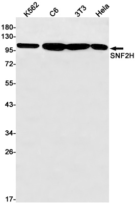 SMARCA5 Antibody