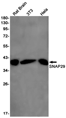 SNAP29 Rabbit mAb