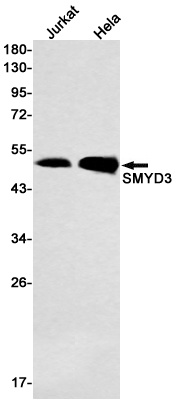 SMYD3 Antibody