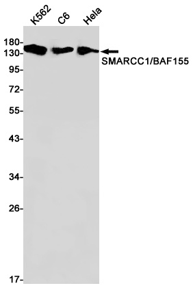 SMARCC1 Antibody