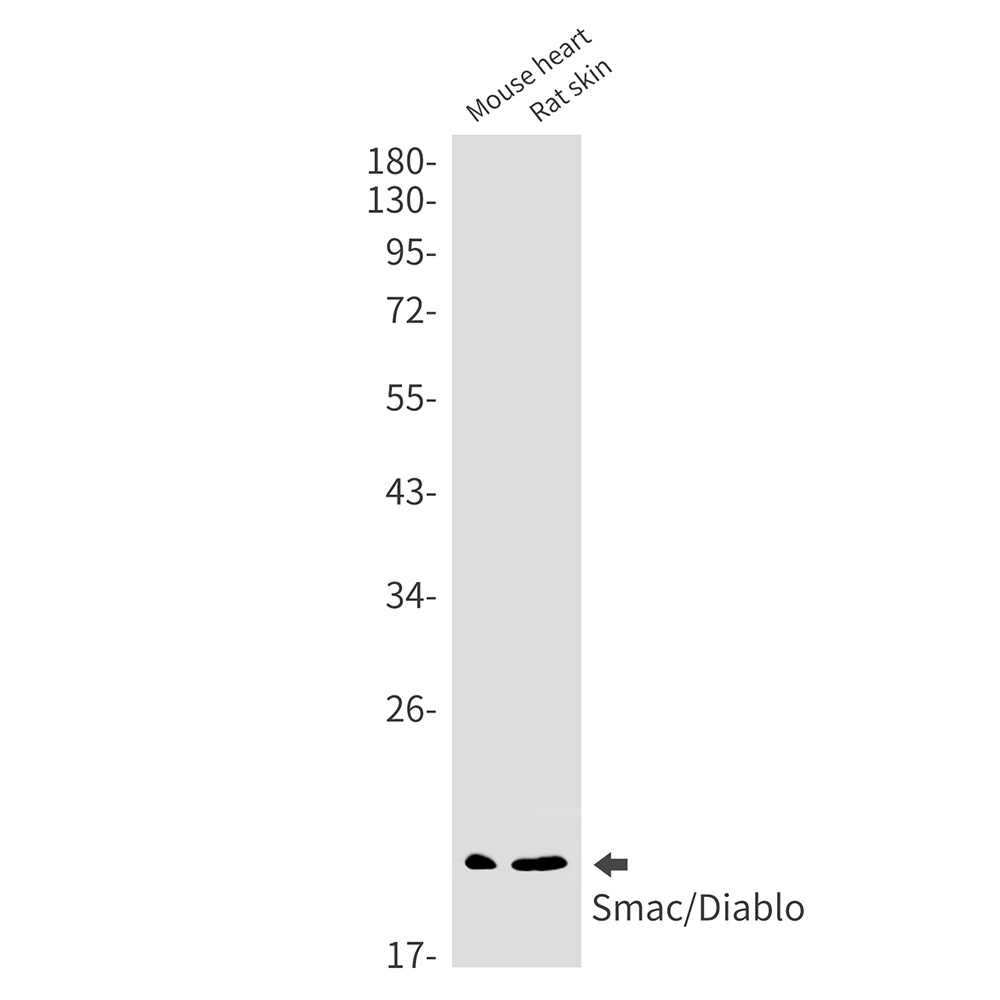 DIABLO Antibody
