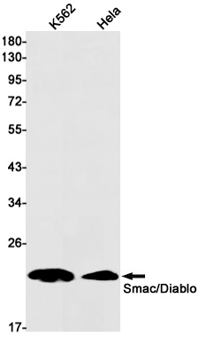 DIABLO Antibody