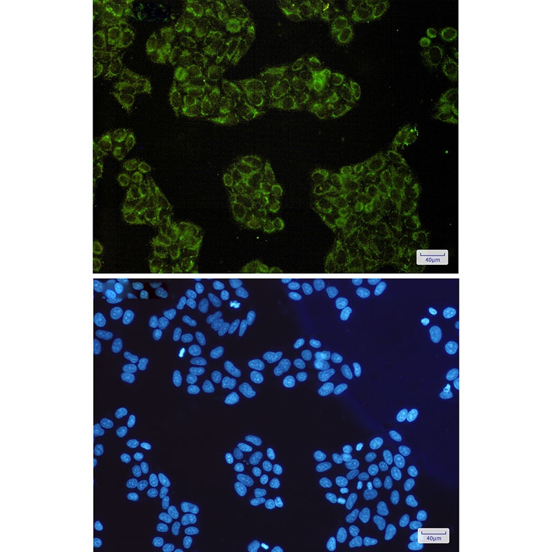 DIABLO Antibody