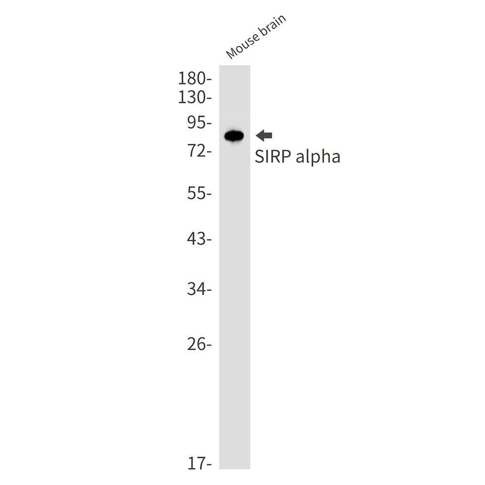 SIRPA Antibody