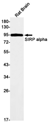 SIRPA Antibody