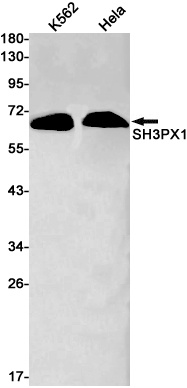 SNX9 Antibody