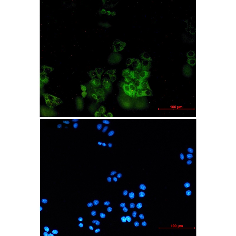 SNX9 Antibody