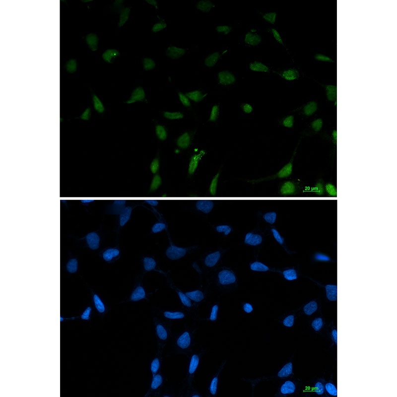 SFPQ Antibody