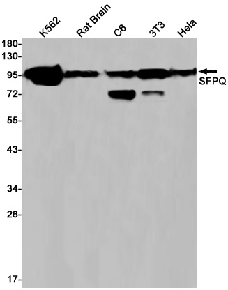 SFPQ Antibody