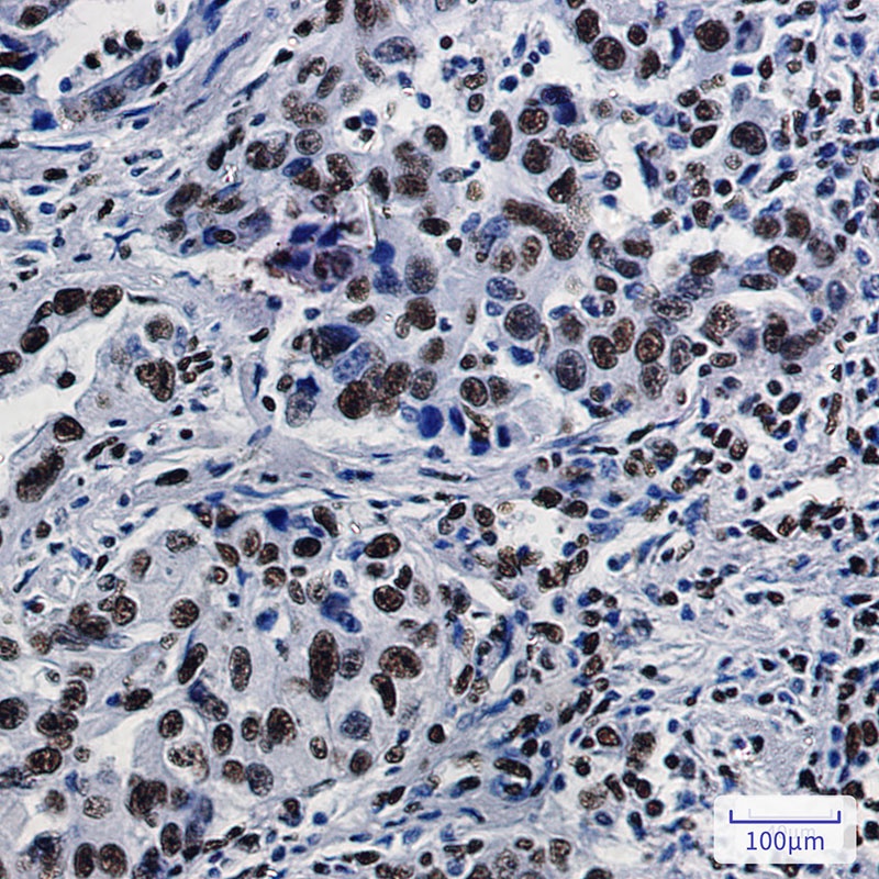 SFPQ Antibody