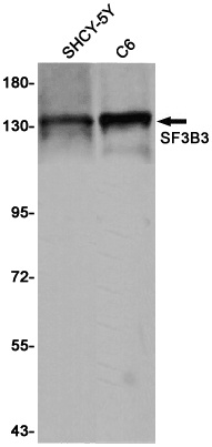 SF3B3 Antibody