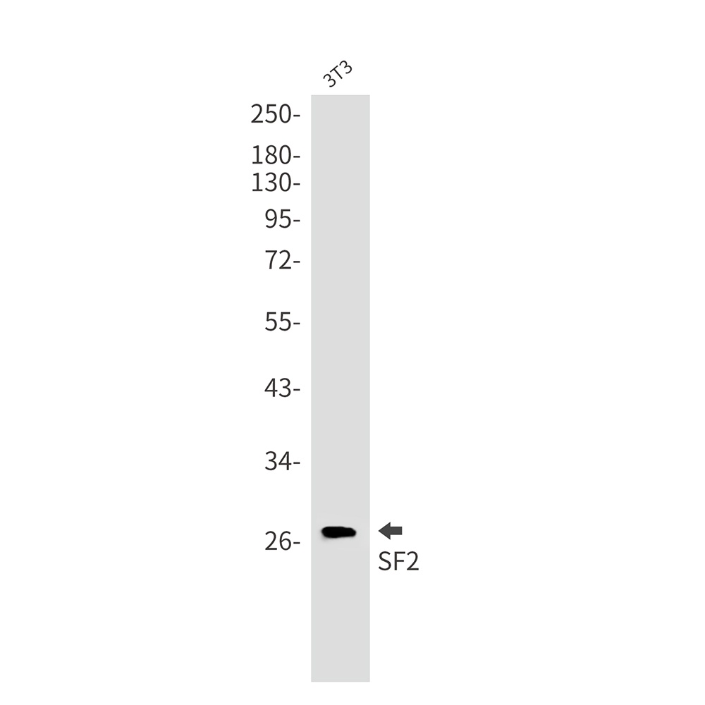 SRSF1 Antibody