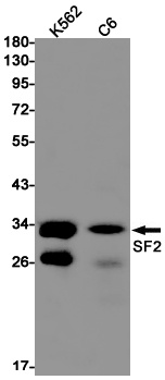 SRSF1 Antibody