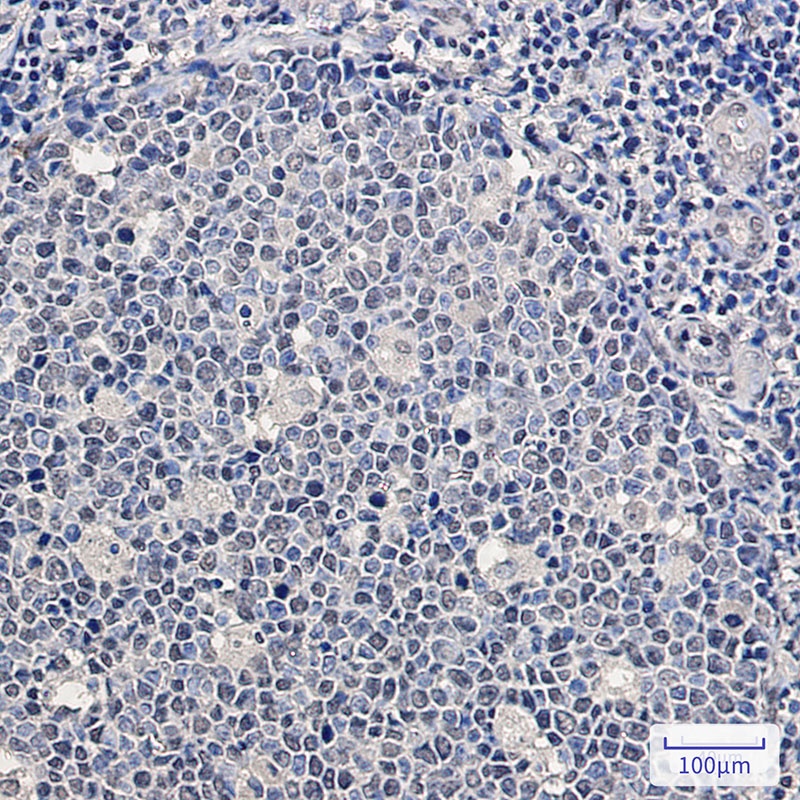 SRSF1 Antibody