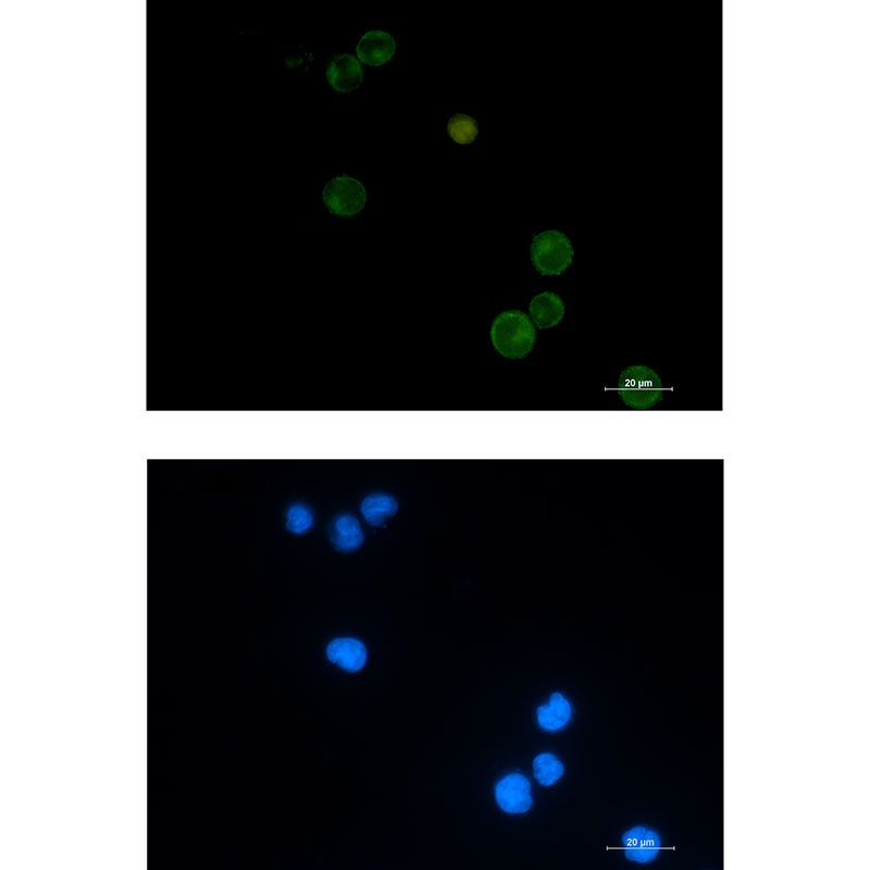 SEMA4D Antibody