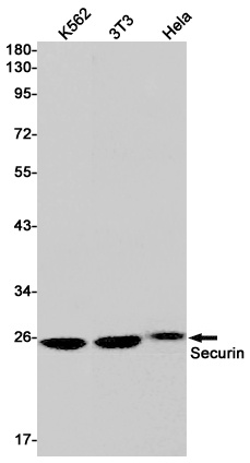 PTTG1 Antibody