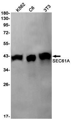 SEC61A Rabbit mAb