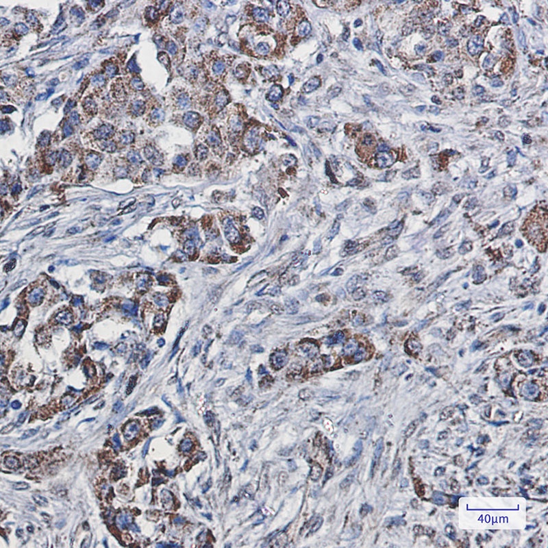 SEC61A2 Antibody