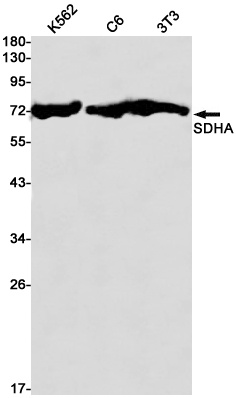 SDHA Antibody