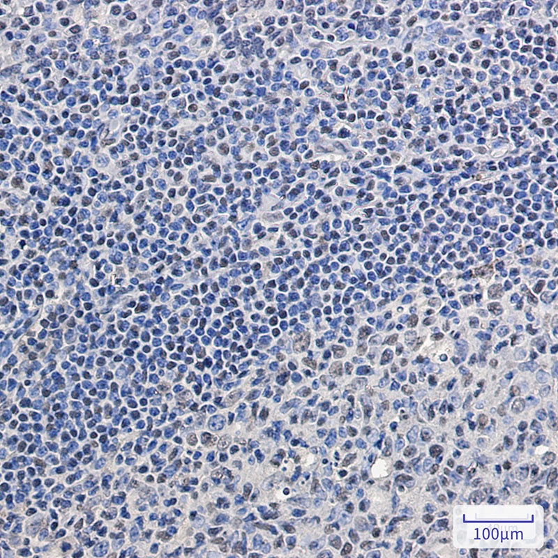 SRSF2 Antibody