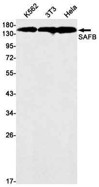 SAFB Antibody