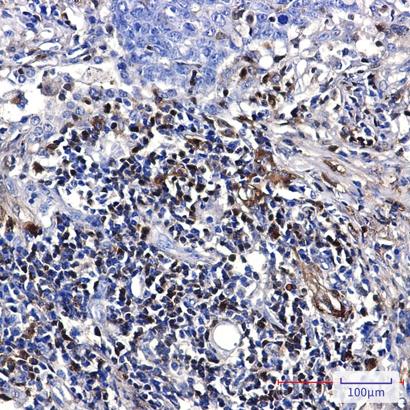 S100A4 Rabbit mAb