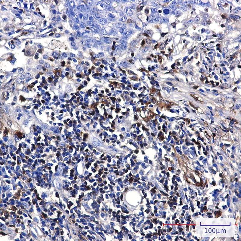 S100A4 Antibody