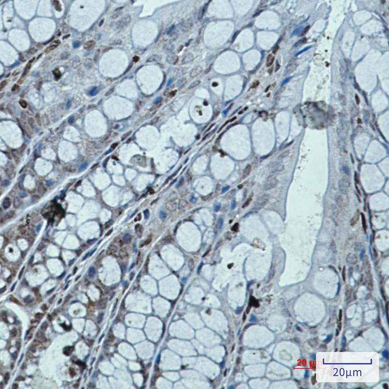 RUNX Rabbit mAb