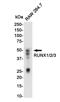 RUNX Rabbit mAb