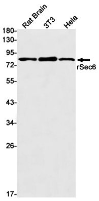 EXOC3 Antibody