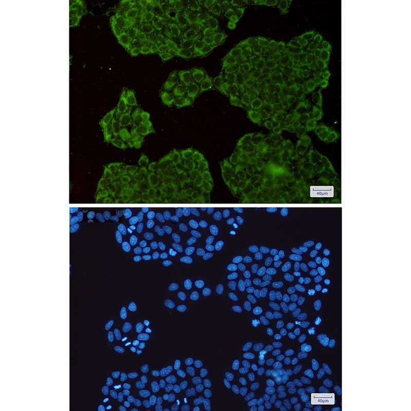 EXOC3 Antibody