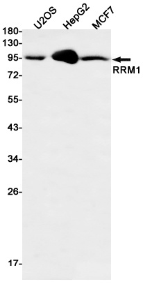 RRM1 Antibody