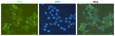 RPS6 Antibody