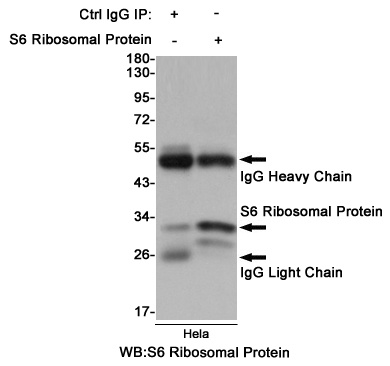 RPS6 Rabbit mAb