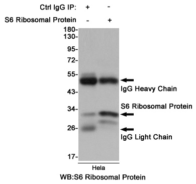 RPS6 Antibody