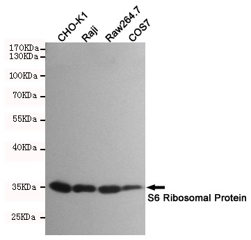 RPS6 Antibody