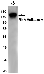 DHX9 Antibody