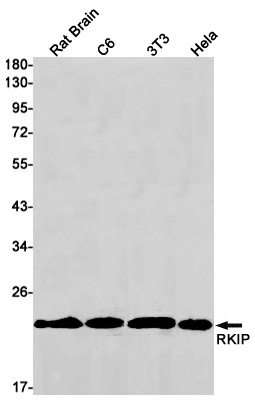 PEBP1 Antibody