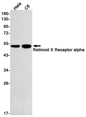 RXRA Antibody