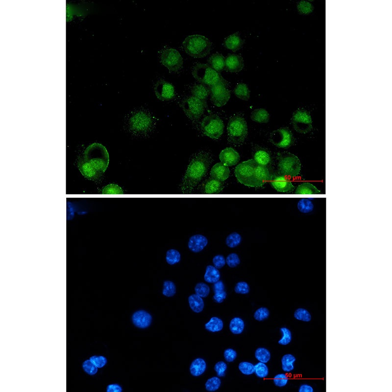 RXRA Antibody