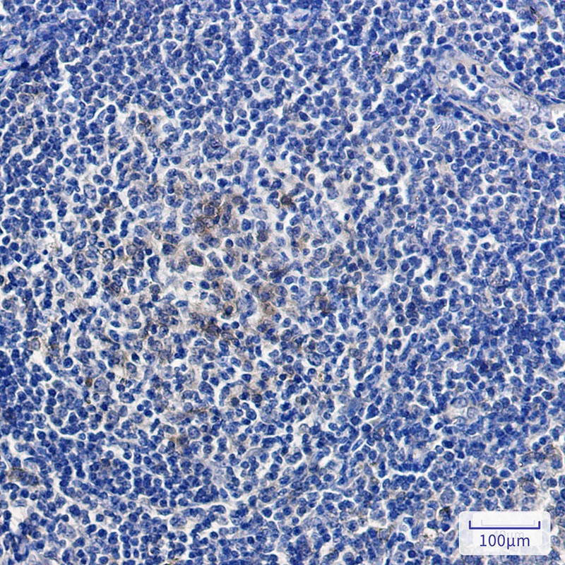 RLN2 Antibody